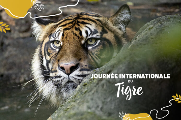 découvrez tout sur la fuite du petit tigre en 2025 : actualités, explications, et conséquences de cet événement marquant. restez informé sur cette affaire fascinante.